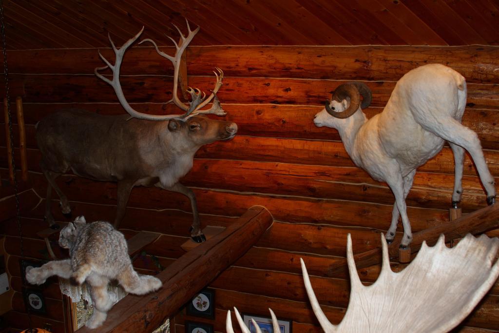Wise Old Hunter Lodge Anchor Point Habitación foto